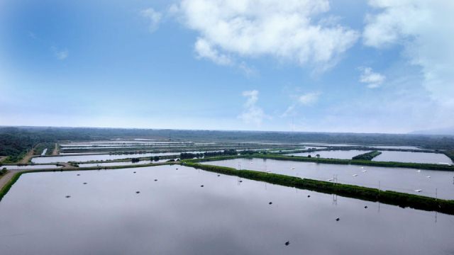 Ecuador Xuất khẩu tôm tăng trong quý III2021