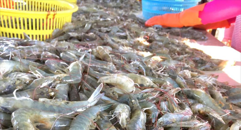 Ấn Độ Giá tôm nguyên liệu vẫn ở mức cao trong tuần thứ 7 liên tiếp